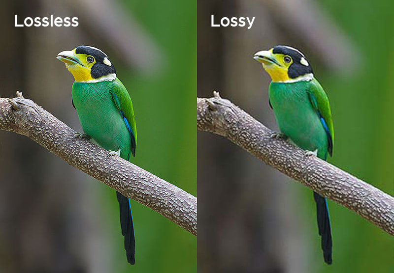 side by side comparison of lossless vs lossy compression